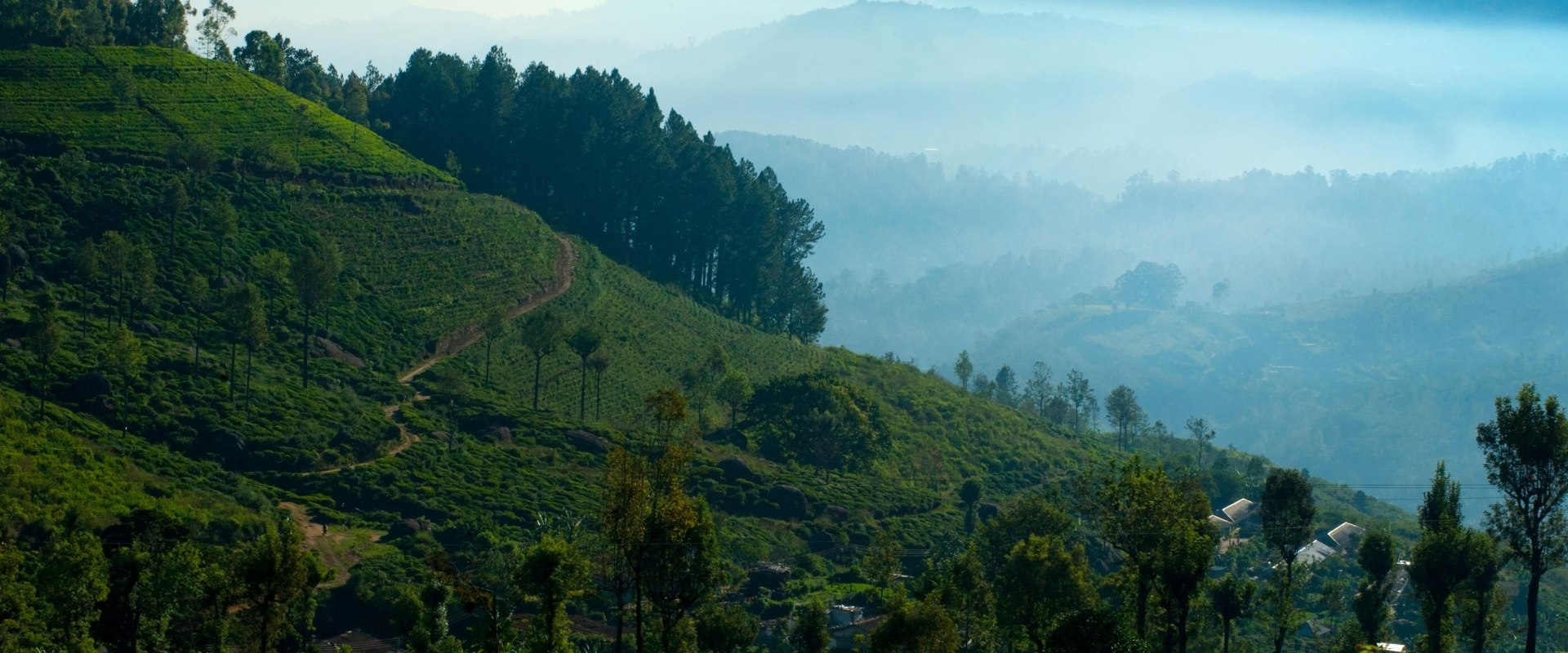 Forest Shade Eco Resort