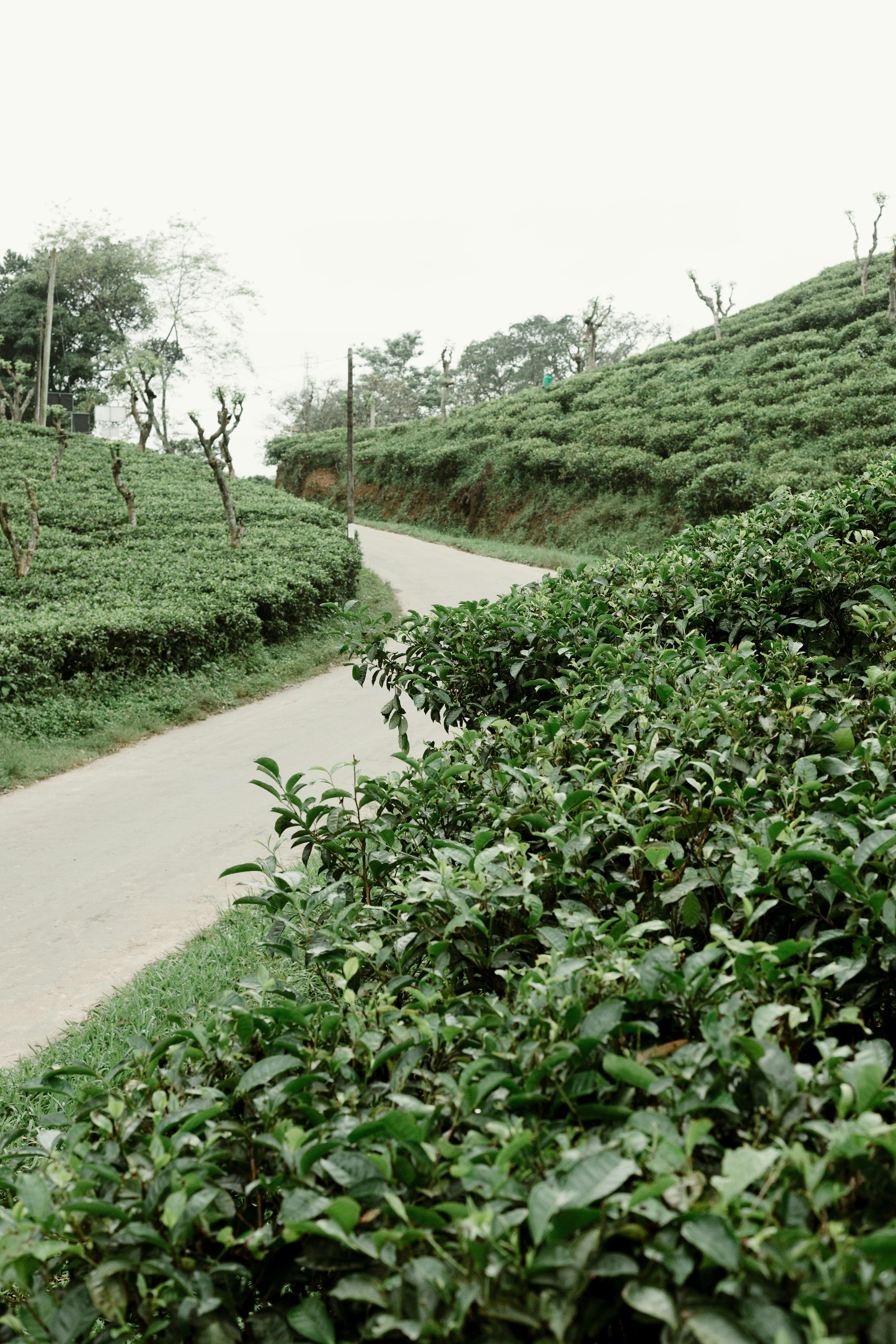 Tea Plantation Walk
