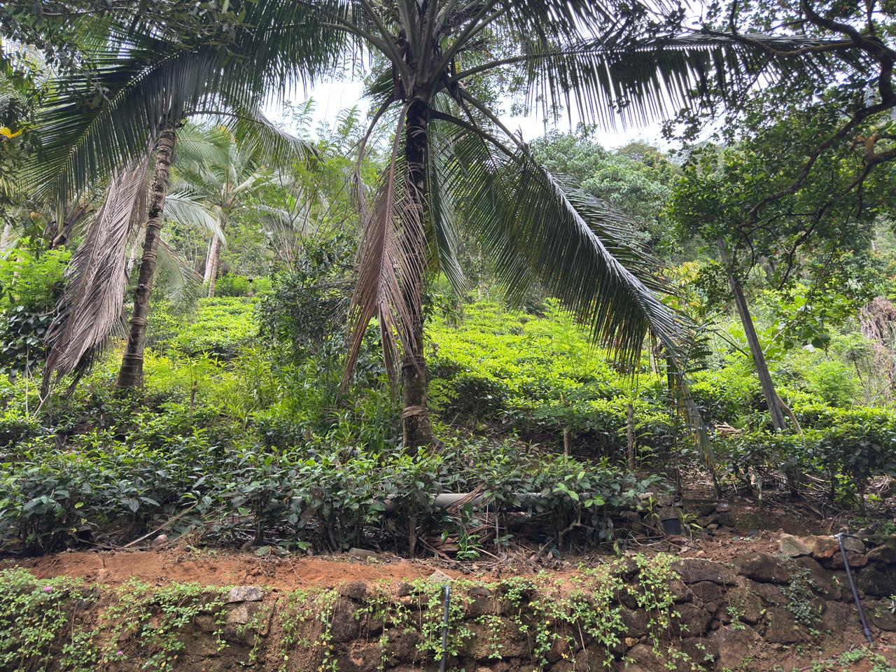 Tea plantation visit